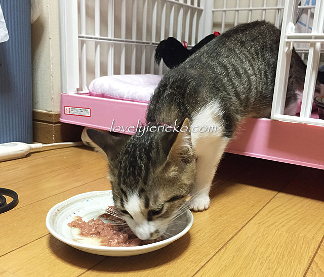 餌食べる猫