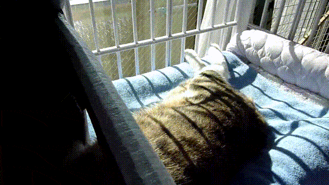 寝っ転がる猫
