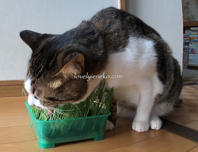 草食べる猫