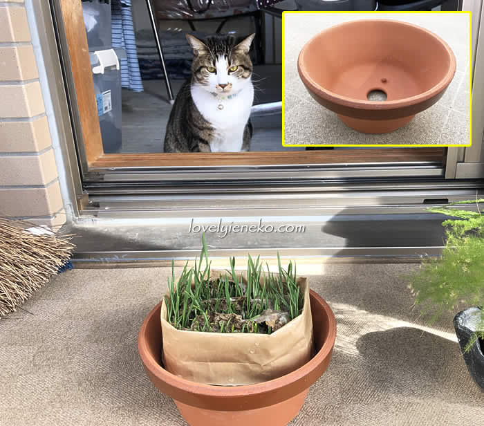 植木鉢に入った猫草