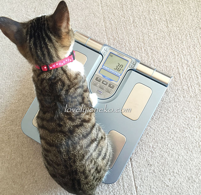 体重計に乗る猫